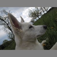kuci12