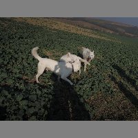 DSCN8620
