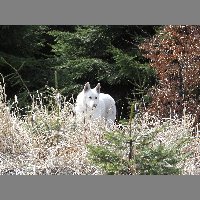 kif_3439