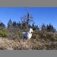 kif_5306