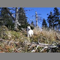 kif_5321
