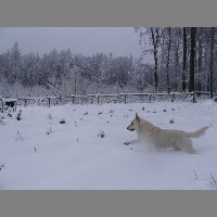 kif_5454