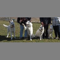 Allan, Arai, Bee Gee, Mja