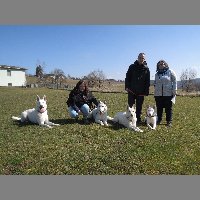 Allan, Arai, Bee Gee, Mja